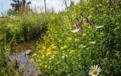 Przetarg na ogrody deszczowe