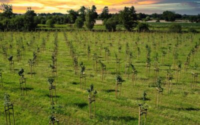 2135 nowych drzew na terenie Gminy Czechowice-Dziedzice